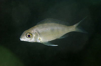 Cyathopharynx furcifer 'Isanga Bay'